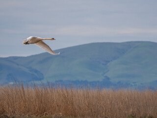 Mute Swan flying over marsh wetland with hills in background 3