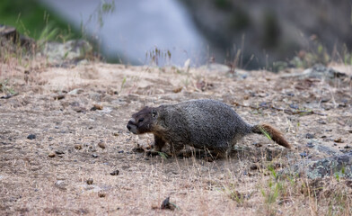 Marmot in American Nature Landscape during cloudy day. Palouse Falls State Park, Washington, United...