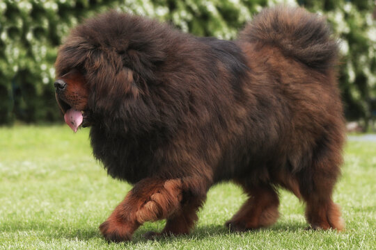 Big tibetan mastiff on the grass outdoor