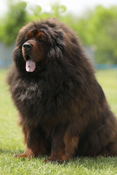Big tibetan mastiff on the grass outdoor