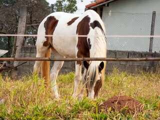 Tricoloured horse,  in a pinto spotting pattern of large white and dark patches (a reddish colour,...