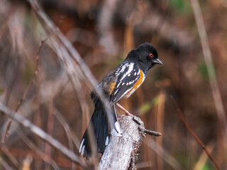 Spotted Towhee (Pipilo maculatus) perched on tree branch.