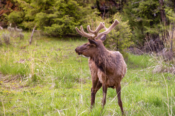 Elk eating grass near Forest in American Landscape. Yellowstone National Park. United States. Nature Background.