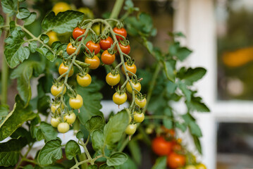 cherry tomatoes on the bush