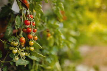 cherry tomatoes on the bush