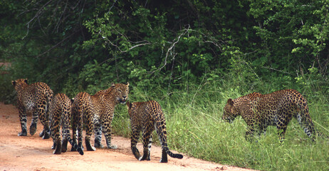 Leopard walking on a rock; five leopards; leopards walking; leap of leopards; Leopard walking;...