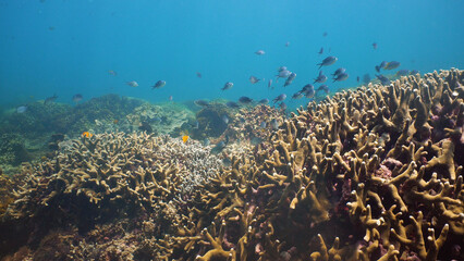 Tropical coral reef and fishes underwater. Hard and soft corals. Underwater video. Camiguin, Philippines.
