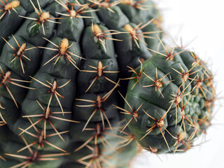 Round ribbed cactus with sharp protruding needles and a baby growing on it. Close-up.