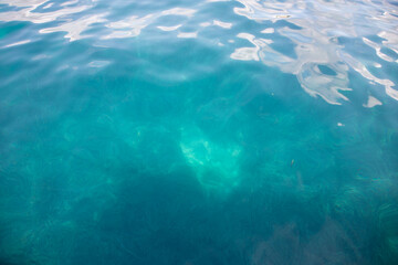 Fototapeta na wymiar Seabed algae on the Alicante coast, crystal clear waters