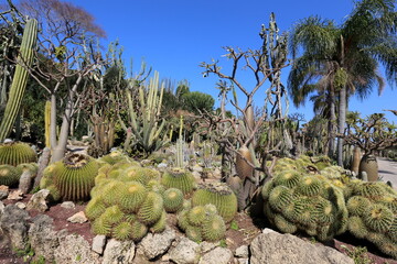 The cactus is large and prickly grown in the city park.