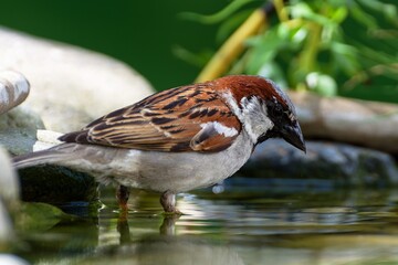 House sparrow, a male peers into the water of a bird watering hole. Czechia.