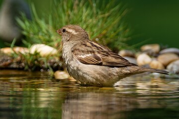 House sparrow, female in the water of the bird watering hole. Czechia.