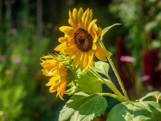Sunflower 34