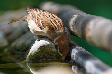 Tree sparrow drinks water from a bird's water hole. Czechia.