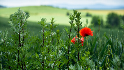 czerwone kwiaty maku na tle zielonych pól, zielone kłosy zbóż