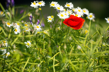 poppy and daisies in the meadow