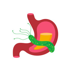 Stomach and Helicobacter pylori.