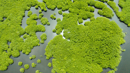 Mangrove trees in the water on a tropical island. An ecosystem in the Philippines, a mangrove forest.