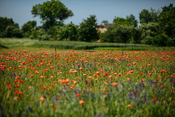 a field of red poppies on a sunny summer day