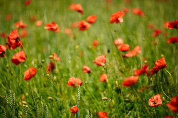 Fototapeta na wymiar a field of red poppies on a sunny summer day