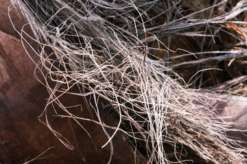 Closeup of a brown palm tree trunk, organic texture and pattern, textured tree bark surface, natural background.