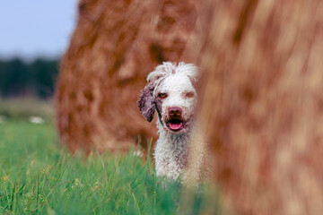 Spanish water dog and hay rolls on the background