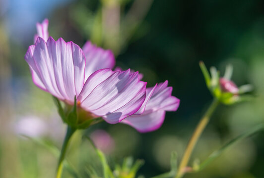 Side View of White and Pink Cosmos Flower  with Translucent Petals