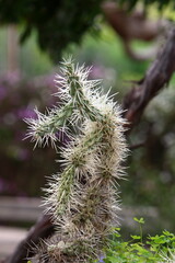 The cactus is large and prickly grown in the city park.