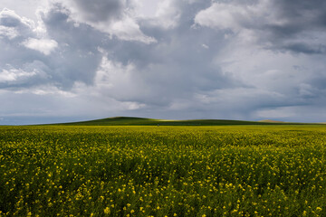 Blossoming rapessed yellow fields