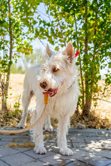 west highland white terrier stray dog in the park