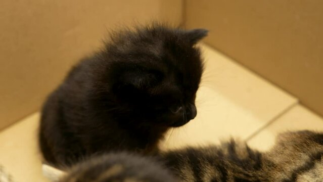 Little black kitten. kitten with dandruff on wool. Close-up.
