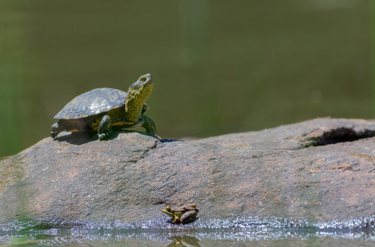 Iberian Pond Turtle (Mauremys leprosa) 