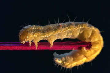 Yellow-green caterpillar bent on a red stick. selective focus
