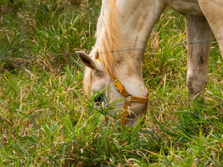 Naklejka na ściany i meble Palomino horse grazing, wearing a brown halter. Close up of the head and grass. 