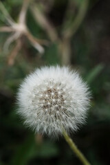 Dandelion seeds close up. Vertical floral background, screensaver, photo wallpaper, postcard, background for stories. High quality photo