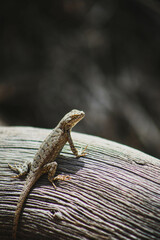 lizard on a tree
