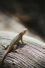 lizard on a tree