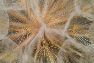 Dandelion seeds close up. Floral background, screensaver, photo wallpaper, postcard. High quality photo