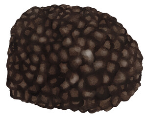 Black truffle watercolor drawing