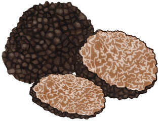Black truffle watercolor drawing