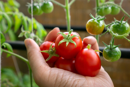 A cherry tomato of the Polish variety 'Maskotka (Solanum Lycopersicum L. Maskotka). Woman's hand picking ripe tomatoes. Selective focus concept.