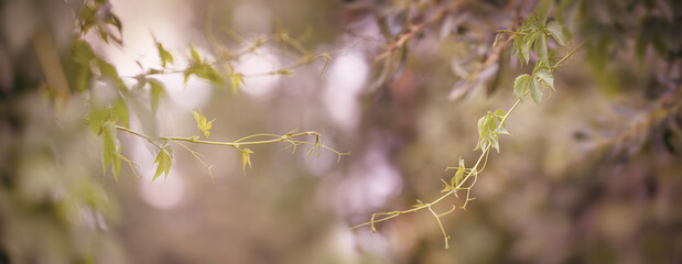 fresh wild vine  branches and nice bokeh