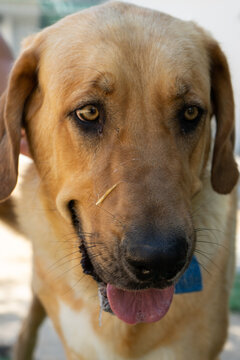 Big mastiff dog portrait