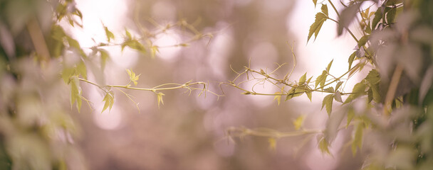 fresh wild vine  branches and nice bokeh
