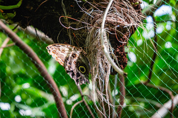 a bright butterfly on a tropical plant.