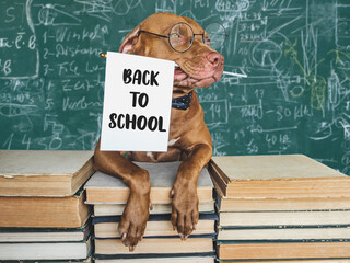 Back to school. Lovable, adorable puppy and vintage books. Close-up, isolated background. Studio shot, day light. Concept of care, education, obedience training and raising of pets
