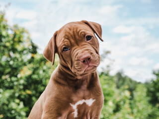 Cute, cute brown puppy sitting against a blue sky background. Close up, outdoor. Pets care concept