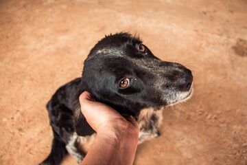 Dog stare at me. Petting my dog