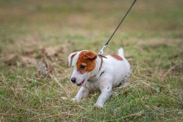 Young beautiful purebred Jack Russell Terrier puppy for a walk in the city playground.