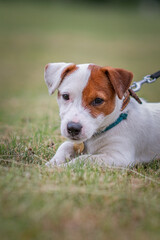 Young beautiful purebred Jack Russell Terrier puppy for a walk in the city playground.